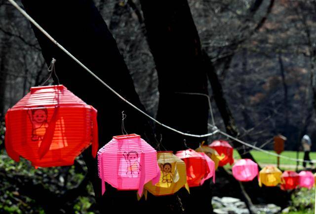 지난 3월 경북 의성 지역 산불로 큰 피해를 본 고운사 경내에 부처님오신날을 앞두고 형형색색의 연등이 검게 탄 나무들 사이에 걸려 있는 모습은 보는 이의 마음을 더욱 아프게 한다. 의성=왕태석 선임기자