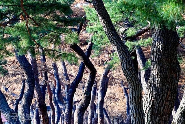 화마가 할퀴고 지나간 경북 안동 개호송 숲에 누렇게 말라 죽어가는 소나무와 화마를 피해 살아남은 소나무의 푸른 잎이 공존하며 대조를 보이고 있다.