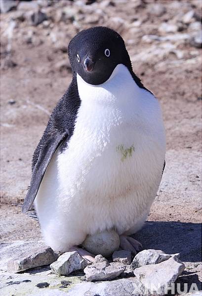 【중산기지(남극)=신화/뉴시스】지난해 12월13일 중산(中山)기지 인근에 있는 남극에서 아델리 펭귄 한 마리가 알을 품고 있는 모습이다.