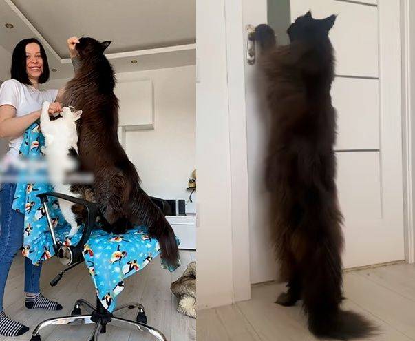 ⓒ제우스 틱톡 갈무리