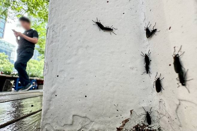 일명 '러브버그'로 불리는 붉은등우단털파리의 모습. 뉴스1