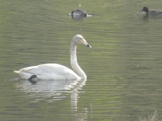 태화강에서 관찰된 큰고니. 사진 울산시