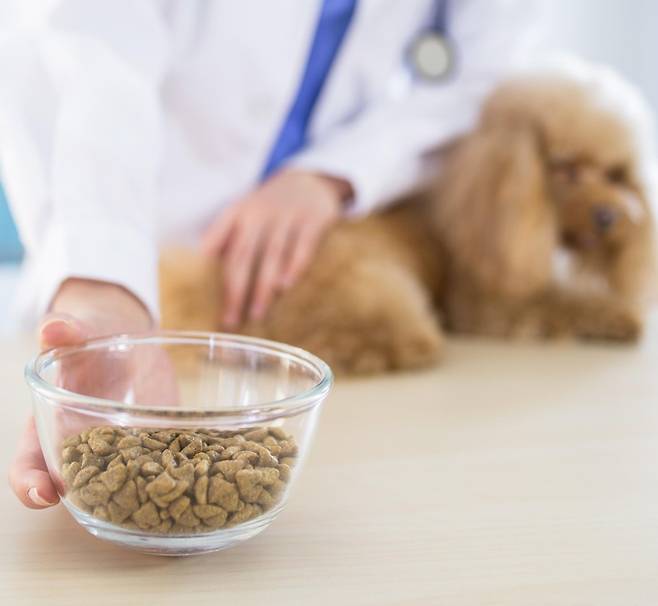 처방사료는 특수 목적에 맞춰 영양성분이 정밀하게 배합돼 있다. 비전문가가 임의로 사용할 경우, 동물의 장기에 무리를 주거나 질병을 악화시킬 위험성이 크다. 게티이미지뱅크