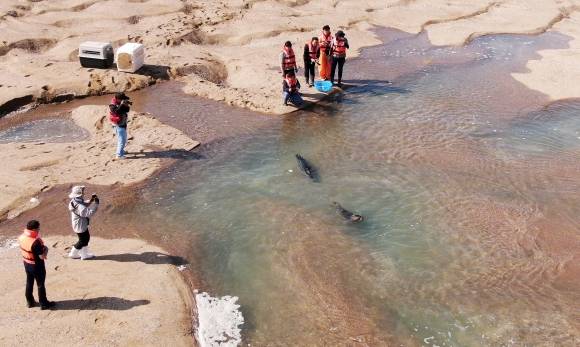 동해서 구조한 두 점박이물범 ‘봄’이와 ‘양양’이 2024년 10월 16일 충남 가로림만에서 자연으로 돌아가고 있다. 충남도 제공