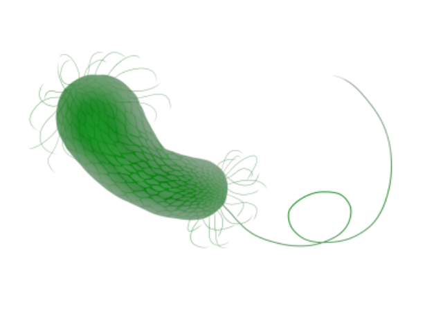 플라스틱 분해 능력이 있다는 사실이 밝혀진 녹농균을 나타낸 이미지. 위키미디어 제공