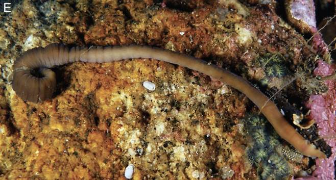 스페인 해안에서 발견된 ‘아코디언 벌레’의 모습. Royal Society Open Science 제공.