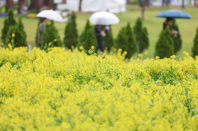 2025 구리 유채꽃 축제 첫날인 9일 구리한강시민공원을 찾은 시민들이 유채꽃 사이를 거닐고 있다.