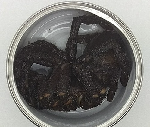 아마존에서 판매된 거미 통조림. 뉴시스(데일리메일 캡처)