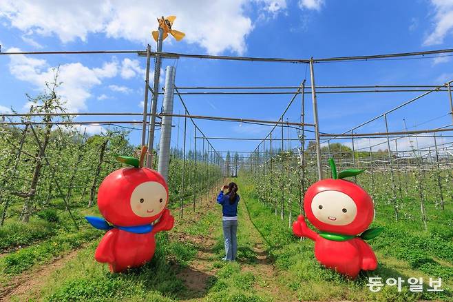 예산 은성농원 사과밭.