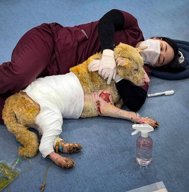 지난 4월 19일 경북 포항시 이음동물의료센터에서 최예림 테크니션이 전신 화상(3도)으로 제대로 서지 못하는 철수의 치료를 위해 함께 바닥에 누워 있다. 이음동물의료센터 제공