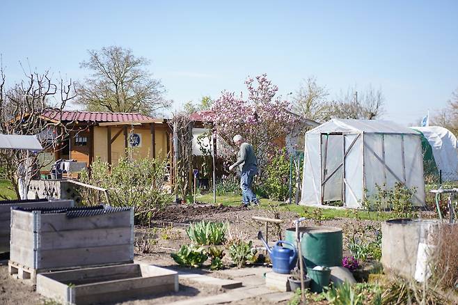 지난 4월 2일(현지시간) 카를스루에 ‘라인슈트란트지들룽 클라인가르텐’ 단지의 한 회원이 자신의 텃밭을 돌아보고 있다. 진정은씨 제공.