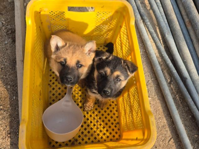 올해 3월 노란 플라스틱 박스에 담겨진 채 버려진 꽃비(왼쪽)와 단비. 단비는 파보바이러스를 앓다 무지개 다리를 건넜다. 팅커벨프로젝트 제공