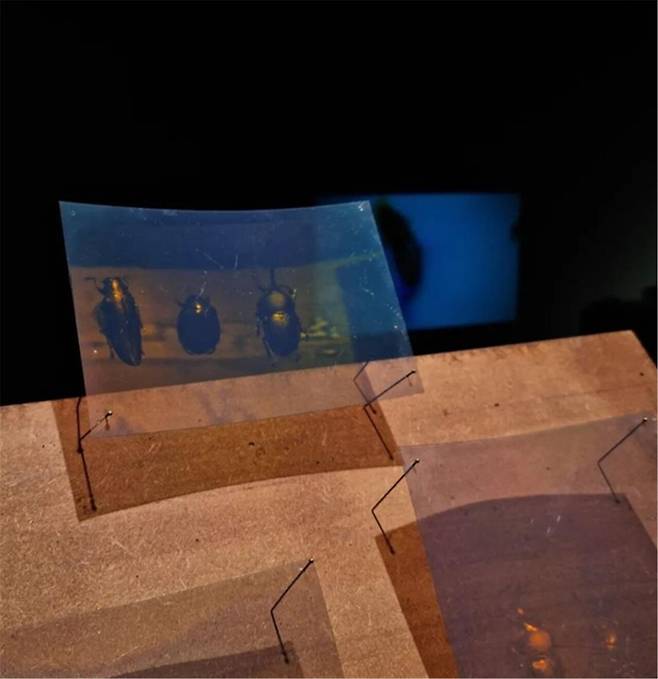 김지오, 안긴, 접힌, 2024, 좌대 위 홀로그램 필름, 암실에서 잠자리, 말벌, 사슴벌레, 비단벌레 등 노출 및 현상, 가변설치 / 사진=스튜디오126