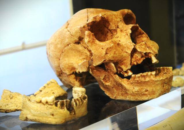 스페인 아타푸에르카 유적에서 출토된 호모 안테세소르 두개골.
