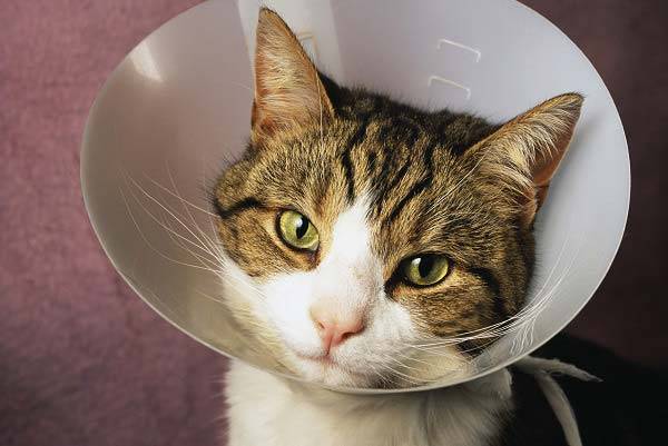 노령묘에게는 만성 신부전, 심근비대증, 갑상샘 기능 항진증, 악성 종양 등의 질환이 발생할 확률이 높아 주의해야 한다./사진=클립아트코리아