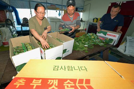 금산군 추부깻잎연합회 농민들이 깻잎을 포장하고 있다. 김성태 객원기자