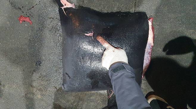 고래고기의 작살 흔적. 포항해경 제공