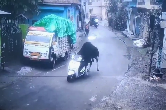 인도 우타라칸드 주 리시케시 지역에서 길을 가던 소가 오토바이를 몰고 있다. 엑스(X) 캡처