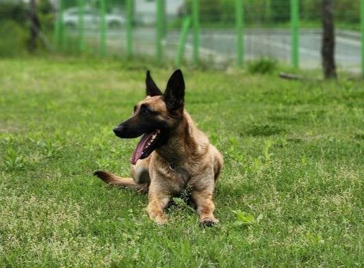 ▲강원도 특수대응단 양양항공대 소속 119 구조견 헤라.