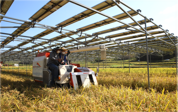 ▲문병완 조합장이 자신의 농지에 설치한 영농형 햇빛발전소에서 농사지은 벼를 트랙터로 가을걷이 하고 있는 모습.