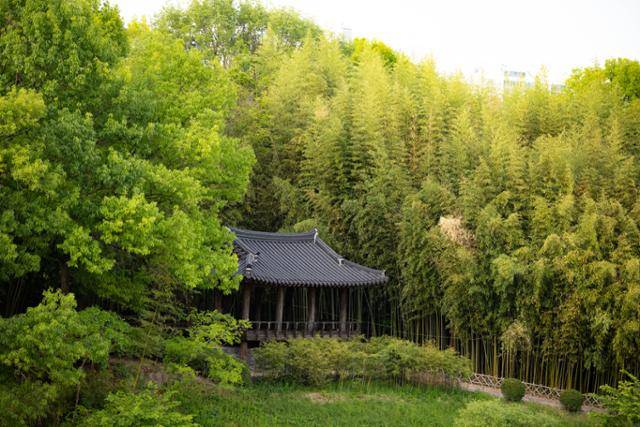 태화강 국가정원 만회정이 십리대숲에 둘러싸여 있다.