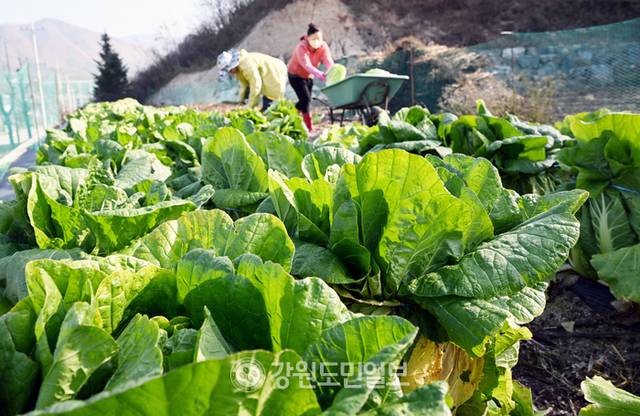 ▲ 춘천 동면에서 시민들이 텃밭에서 키운 배추를 수확하고 있다. 김정호 기자