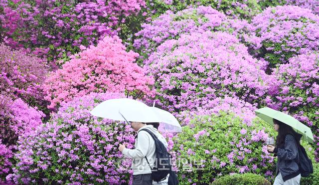 ▲ 강원대부분 지역에 봄비가 내린 지난달 22일 강원대 춘천캠퍼스에 우산을 쓴 학생들이 활짝핀 연산홍 사이를 지나고 있다. 서영