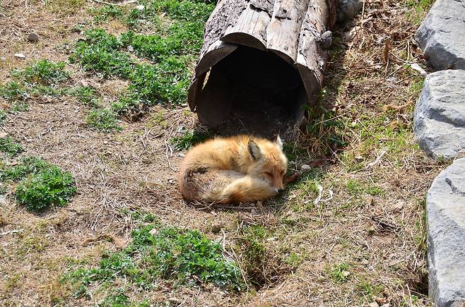 여우(국립생태원)