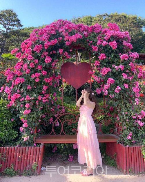 계양산장미원/투어코리아뉴스 정명달 기자 사진=인천관광공사 SNS