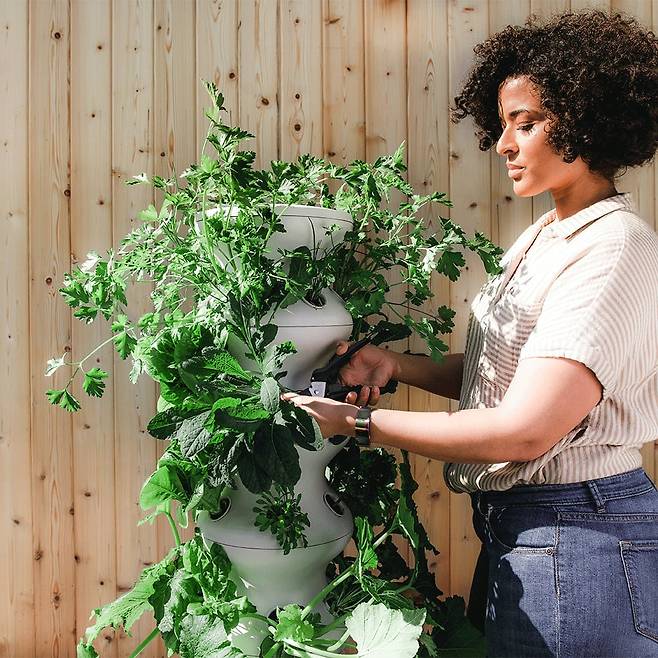 하우스플랜트시터의 플랜트시터가 장기간 집을 비운 고객의 집을 방문해 식물을 돌보고 있다. /하우스플랜트시터 홈페이지