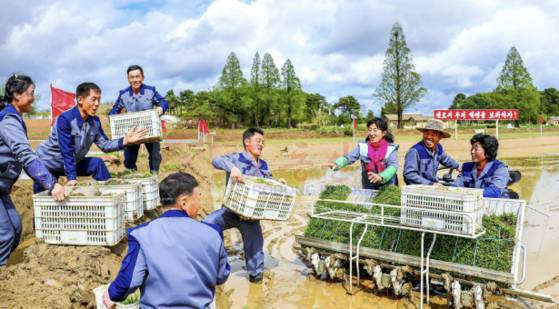 북한 관영 노동신문이 지난 11일 1면에 실은 농촌지역의 모내기 사업 모습.