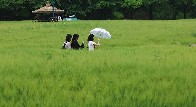 봄비가 내리는 16일 인천 남동구 인천대공원 어울정원 청보리밭에서 시민들이 산책하고 있다. /연합뉴스