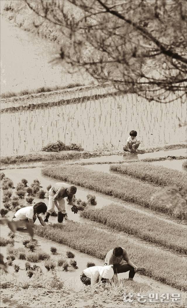 이른 아침, 한 가족이 못자리에 나와 모내기를 위한 모찌기 작업을 하고 있다. 모를 내기 위해 못자리에서 모를 뽑는 것을 모찌기 또는 모뜨기라 한다.