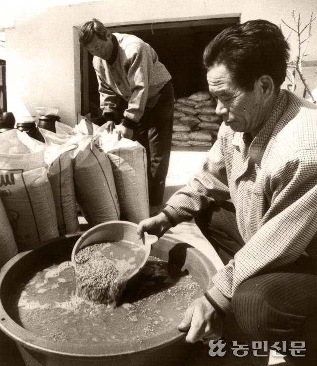 한 해 벼농사 시작은 볍씨 소독에서 시작된다. 찬물과 뜨거운 물에 번갈아 볍씨를 담그는 냉수온탕침법을 하면 키다리병과 깜부기병 등을 막을 수 있다.