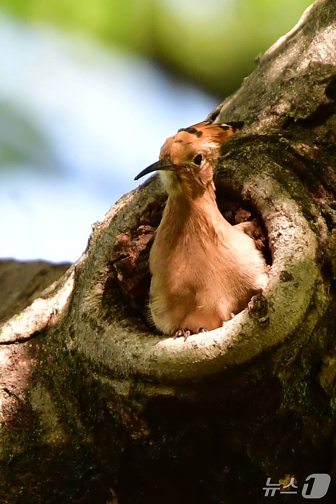 17일 경북 경주시 황성공원 느티나무에 둥지를 튼 후투티 새끼들이 이소(離巢) 준비를 하고 있다. 이소란 새끼들이 둥지 밖으로 떠나는 것을 말한다. 2025.5.17/뉴스1 ⓒ News1 최창호 기자
