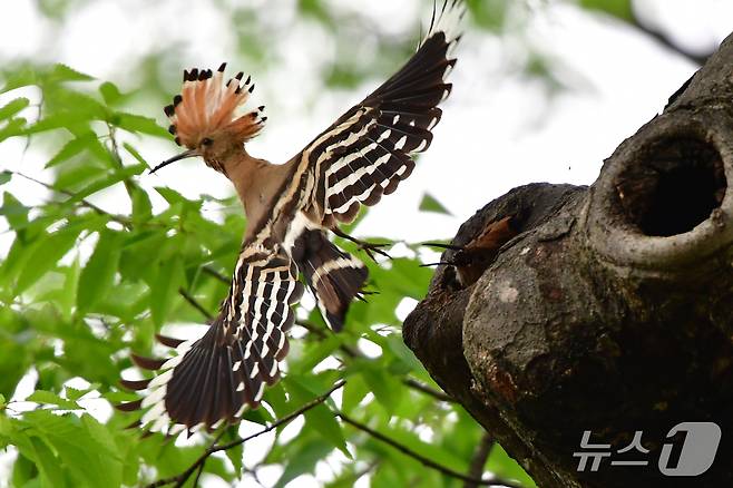 17일 경북 경주시 황성공원 느티나무에 둥지를 튼 후투티 새끼들이 어미새가 물어다 주는 먹잇감믈 먹은 후 이소 준비를 하고 있다. 2025.5.17/뉴스1 ⓒ News1 최창호 기자