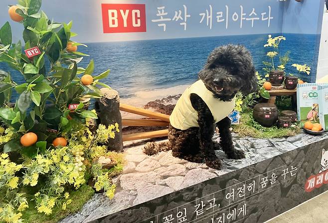 반려견 봉지가 개리야스 포존에서 기념 사진을 찍고 있다(BYC 제공). ⓒ 뉴스1