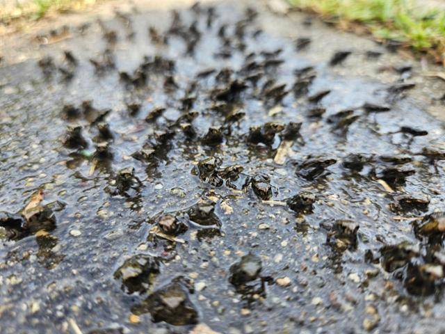 지난 16일 대구 수성구 욱수동 망월지에서 새끼 두꺼비들이 욱수산을 향해 대규모 이동을 시작하고 있다. 대구 수성구 제공
