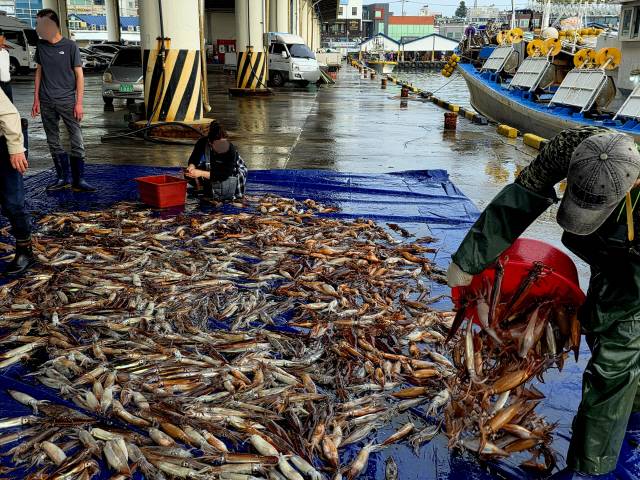 ▲ 금어기 해제 후 첫 조업에 나섰던 동해안 채낚기어선이 지난 16일 새벽 강릉 주문진항에 입항하자, 오징어 포장 작업 준비로 항구가 모처럼 분주하다. 황선우 기자