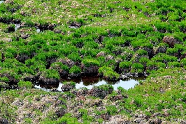 ▲ 인제 대암산 용늪 생태탐방이 최근 재개돼 재개 후 첫 주말·휴일인 지난 18일 탐방객들이 4000여년에 걸쳐 형성된 자연의 숨결을 만끽하고 있다. 대암산 용늪은 해발 1280m에 자리한 우리나라에서 유일한 고층 습원이며 여러 희귀 동식물이 서식하고 있으며 ‘이탄습지 지형’이 잘 보존돼 있다. 인제군 제공