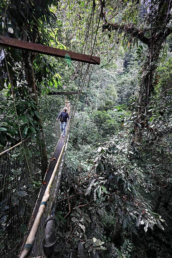 물루 국립공원 내에는 총 길이 480m의 캐노피(흔들다리)가 설치돼 있다. 지상 20~25m 높이에서 열대우림의 다양한 식생을 눈앞에서 관찰할 수 있다.