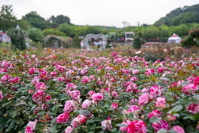 울산대공원 장미원 <자료=울산시>