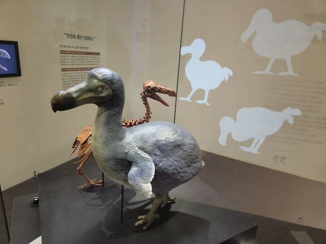 전곡선사박물관 '아름답고 슬픈 멸종동물 이야기' 전시장의 도도새 모형. 사진=경기문화재단