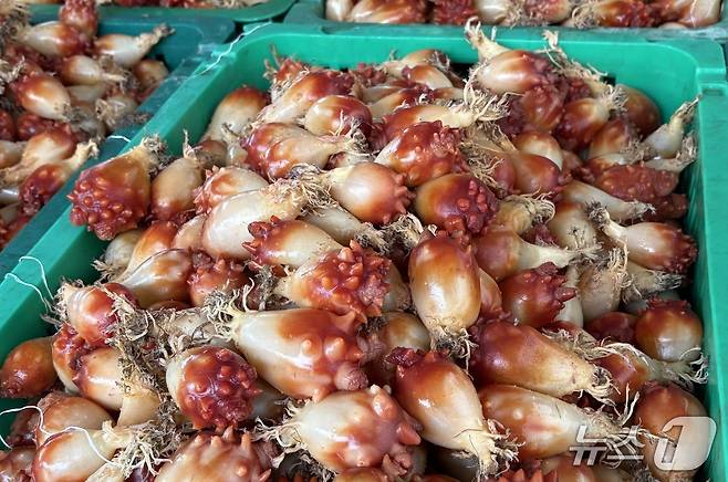 1년산 멍게.2025.05.21/뉴스1 강미영기자