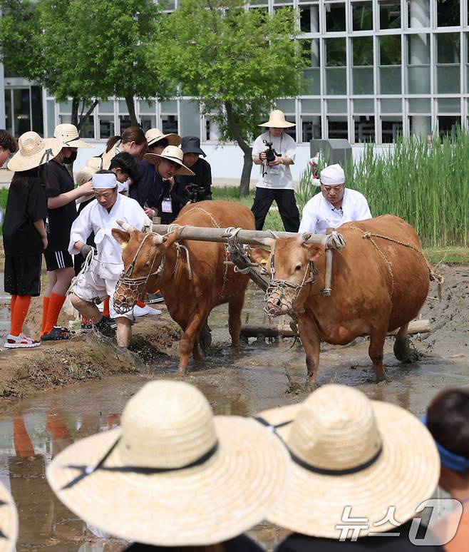 본격적인 농사의 시작을 알리는 절기 소만(小滿)인 21일 오전 경기 수원시 권선구 국립농업박물관에서 열린 '토종벼 전통 손모내기 및 겨릿소 시연' 행사에서 관계자들이 겨릿소 써레질 시연을 하고 있다. 2025.5.21/뉴스1 ⓒ News1 김영운 기자