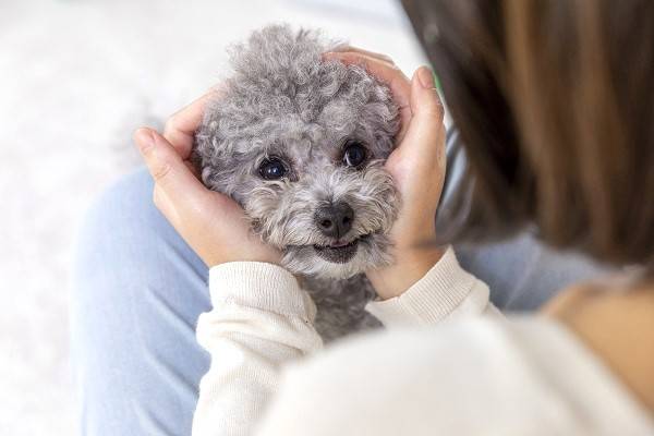 반려견은 표정과 목소리를 통해 보호자의 감정을 인지하므로 반려견에게 사랑한다고 할 땐 부드러운 표정을 지은 채 높은 톤으로 말하는게 좋다./사진=클립아트코리아
