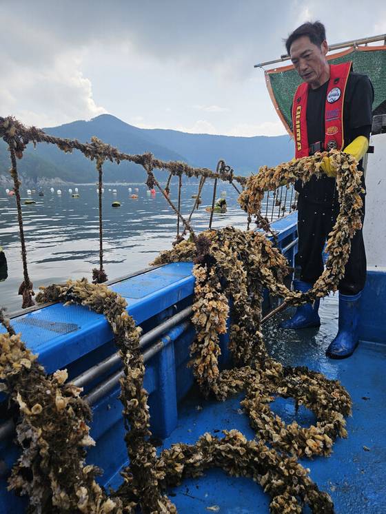 지난해 8월 멍게수협 조사에선 국내 생산량의 70%를 담당하는 경남 앞바다 일대 양식장 멍게 97%가 폐사한 것으로 확인됐다. 사진 연합뉴스