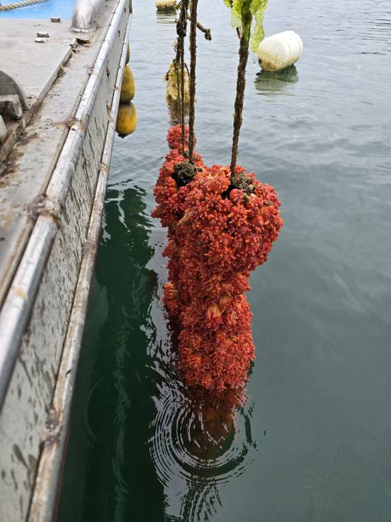21일 오전 경남 통영시 앞바다의 멍게 양식장에서 건져 올린 명게 약식봉. 양식어민은 조류가 약해지는 때 양식장에 나가 멍게의 상태를 확인한다. 사진 멍게수협