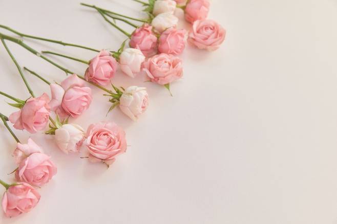 감사와 다정함을 담은 분홍 장미는 부부의 날 선물로 제격이다. 게티이미지뱅크