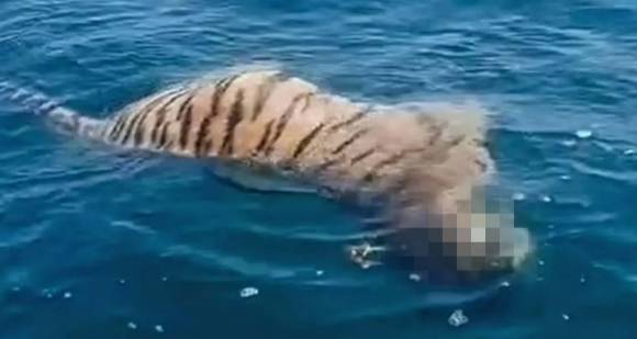지난 18일 러시아 블라디보스토크 해안에서 어업 중이던 어부들이 시베리아호랑이 사체(사진)가 발견하고 당국에 신고했다. 텔레그램 영상 캡처